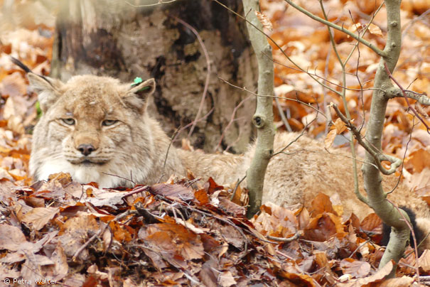 Luchs „Pu“ im Stadtwald bei Hann. Münden (Foto: Petra Walter) Luchs „Pu“ im Stadtwald bei Hann. Münden (Foto: Petra Walter)
