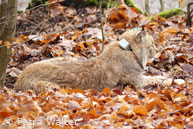 Luchs „Pou“ mit Senderhalsband im Stadtwald bei Hann. Münden (Foto: Petra Walter)