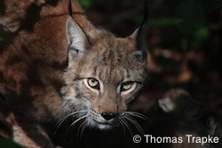 Luchs in der Wiesbadener Fasanerie (Foto: Thomas Trapke)