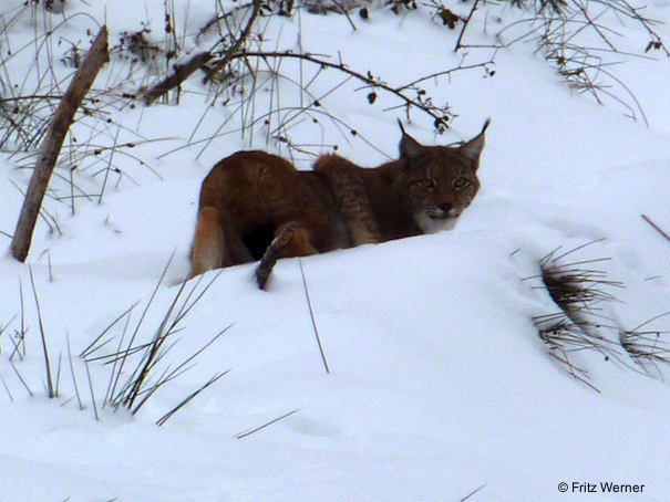 Luchs im Schnee (Foto: Fritz Werner)