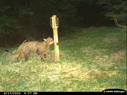 Wildkatze in Fotofalle im Schwalm-Eder-Kreis in Hessen