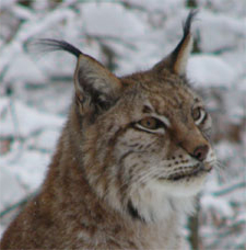 Luchs im Gatter