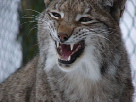 Luchs im Gehege