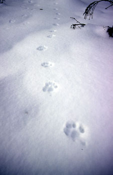 Luchsspur im Schnee