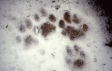 Luchs Trittsiegel
