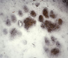 Trittsiegel