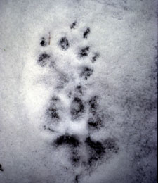 Luchs Trittsiegel